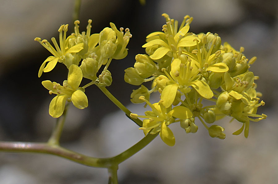Fiore Alpino giallo - cfr. Biscutella laevigata